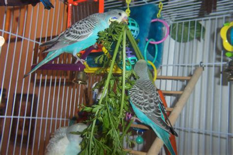 Budgie Buddies The Tales Of Budgerigar The Common Parakeet Part Ii