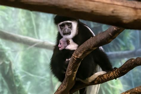 Black And White Colobus Monkey Lincoln Park Zoo