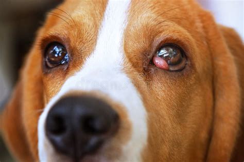 A Dog Sore Eyes Stock Photo Image Of Health Doggy 273461678