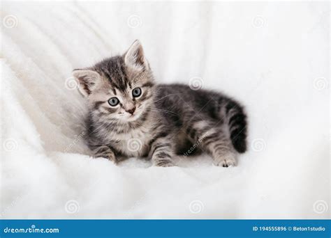 Striped Tabby Kitten Portrait Of Beautiful Fluffy Gray Kitten Cat