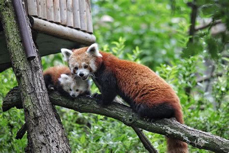 Brno Zoos First Red Panda Cub Makes First Public Appearance Brno Daily