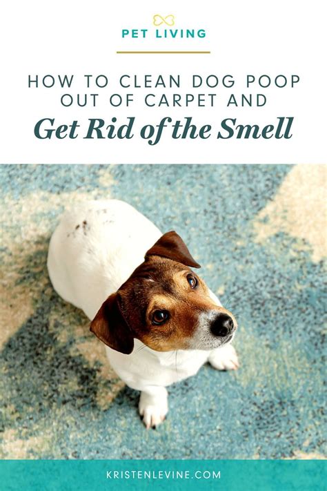 Best Way To Clean Up Dog Poop On Carpet Artofit
