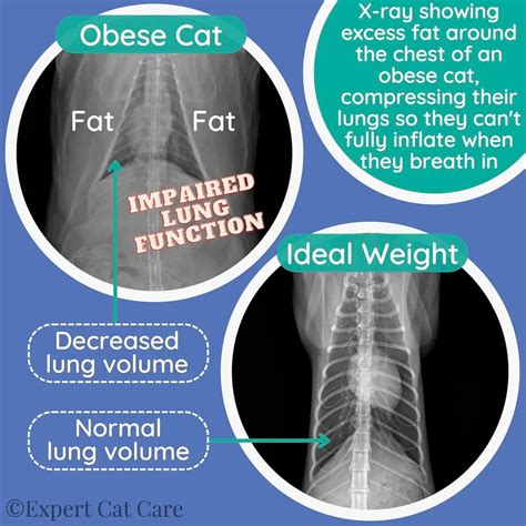 overweight cat health problems 12 obesity health risks