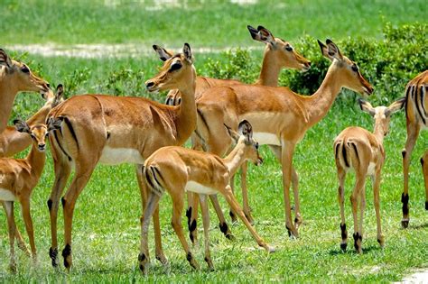 Hwange National Park Join Up Safaris