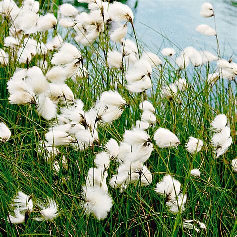 Buy Pond Plants Now Common Cottongrass Eriophorum Angustifolium White