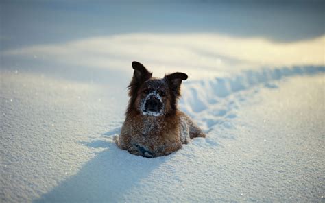 Animals Dog Snow Wallpapers Hd Desktop And Mobile