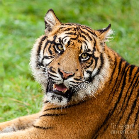 Sumatran Tiger Growling Photograph By Sarah Cheriton Jones Fine Art