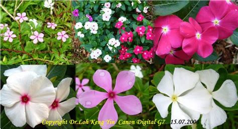 99 nama allah pengertian dan fadhilatnya hari ini ingin berkongsi dengan kawan semua maksud dan kelebihan asma ul husna infographic powerpoint allah names. Malaysian Family Physicians - Know the medicinal herb ...