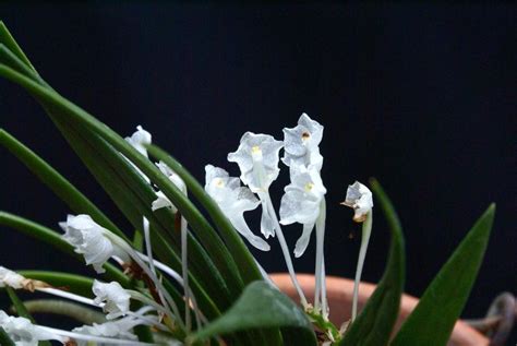 Photo Of The Bloom Of Orchid Podangis Dactyloceras Posted By