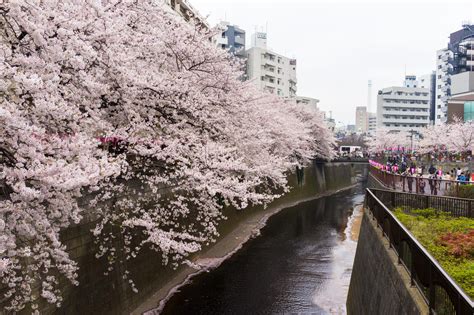 Cherry Blossoms Along The Meguro River Ambassadors Japan