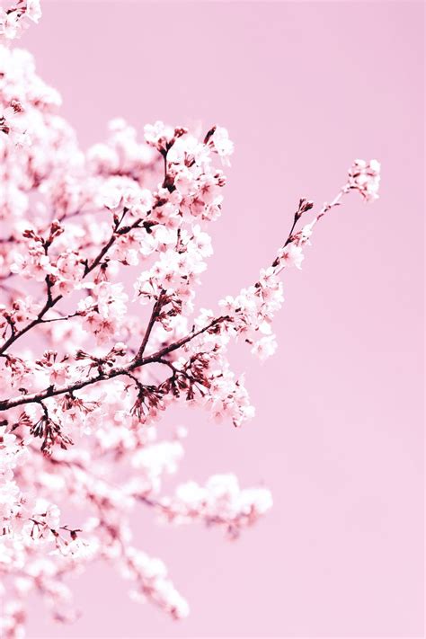 Light Pink Cherry Blossoms On Pink Background Pictures Photos And
