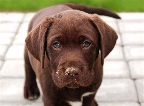 Brown Labrador Labrador Labrador Puppy