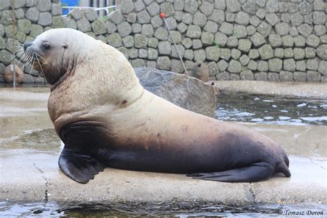 Steller Sea Lion Eumetopias Jubatus Ad Male June 2015 Zoochat
