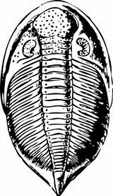 Fossils Clipart Pictures