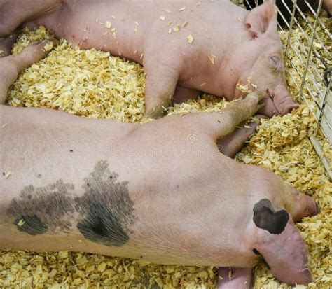 Pig Resting In A Pen At The County Fair Stock Image Image Of Stall