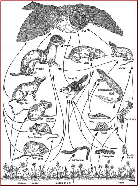 Tumble downs restaurant, kzn midlands, south africa. Food Web Coloring Pages - Coloring Home