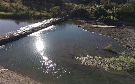 Revived Stretch Of Santa Cruz River Provides Oasis For Wildlife