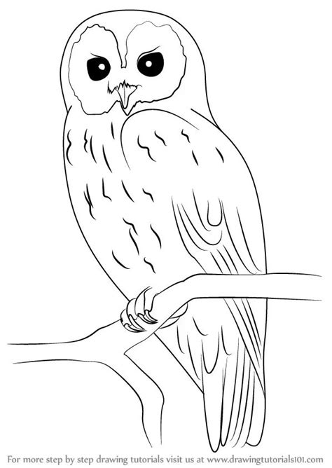 Learn How To Draw A Tawny Owl Owls Step By Step Drawing Tutorials