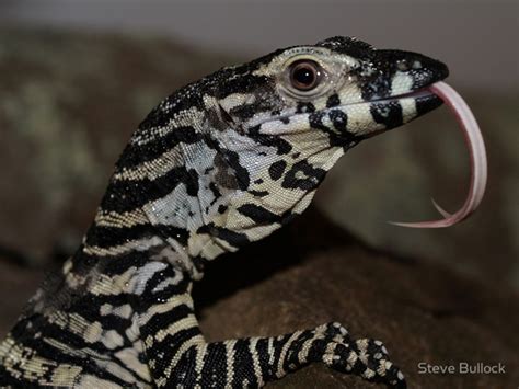 Baby Lace Monitor