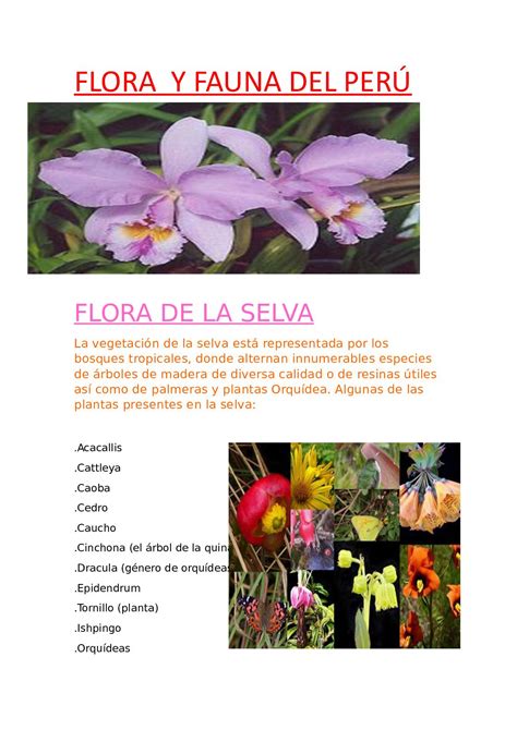 calaméo flora y fauna del perú