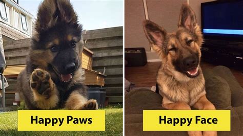German Shepherd Puppies Were The Purest Things In The World Youtube