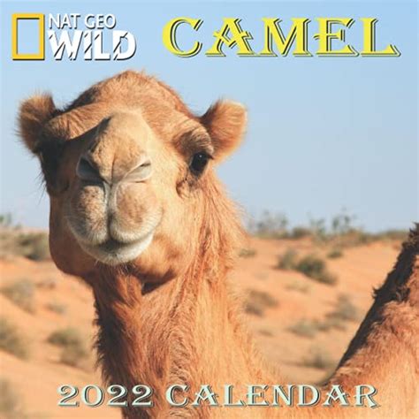 Camel Calendar 2022 Camel Calendar 2022 85x85 Inch 16 Months Jan