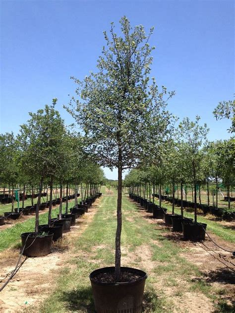 A Care Guide For The Cedar Elm Chambersville Tree Farms Trees To