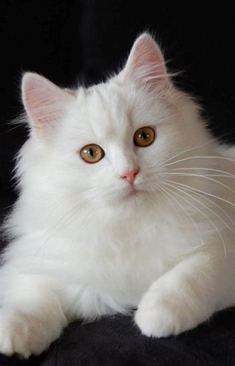 Download Kucing Lucu Wallpaper Kucing Hd Wallpapertip