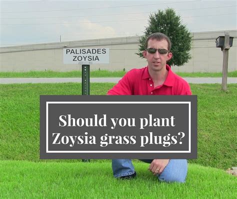 How To Zoysia Grass Plugs Zorro Zoysia Grass Everything You Need To Know Gardening Brain We