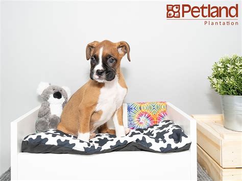 We do not allow florida breeders, adoption centers, rescues or shelters to list english bulldogs for free in florida. Petland Florida has Boxer puppies for sale! Interested in ...