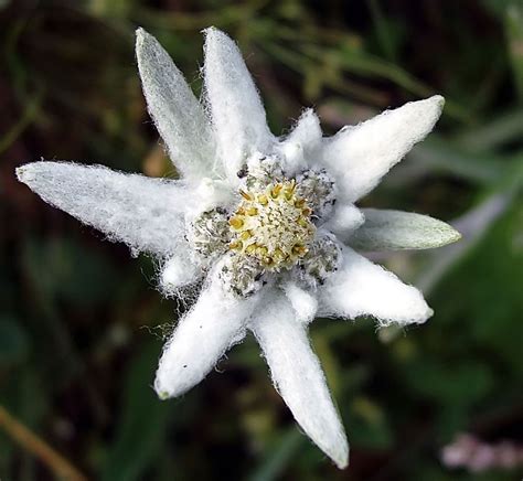 Edelweiss National Flower Of Austria Best Flower Site
