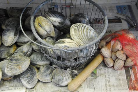 Grilled Cherrystone Clams Edible Cape Cod