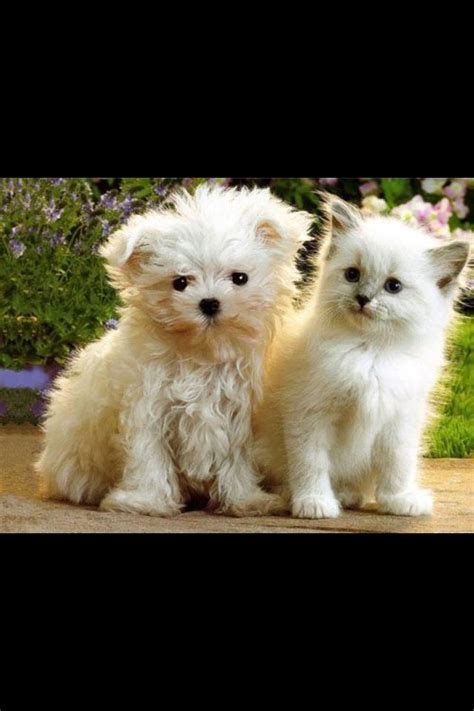 Kitten And Puppy Cute Puppies And Kittens White Puppies Cute Cats And