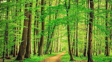 Path Through Beech Tree Forest Thuringia Germany Windows Spotlight