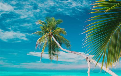 Download Wallpaper 1920x1200 Beach Sea Palm Trees Summer Tropics