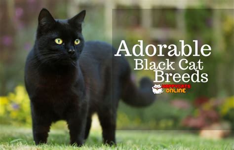 Black Cat Breeds The Adorable And Lovely Domestic Felines Happy Cats