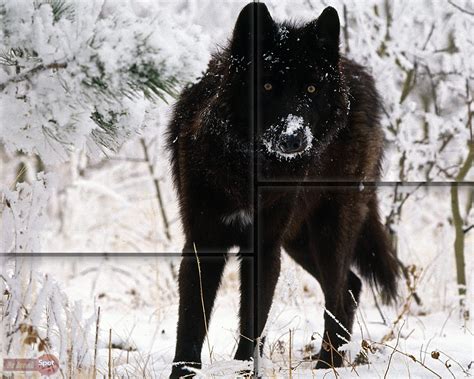 Tiger leopard panther lion animals dark animal black wolf black cat nature 4k wallpaper owl jaguar cheetah cat shvets production. Wolf Wallpapers - Animal Spot
