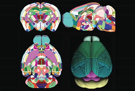 New Atlas Maps Mouse Brain In 3d Spectrum Autism Research News