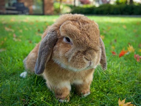 Holland Lop Rabbit Breed Information Caring Guide Uk Pets