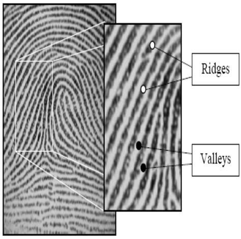 Showing The Ridges And Minutiae In Fingerprint Download Scientific