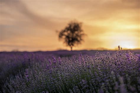 Backlit Blooming Lavenders And Lone Tree Silhouette Photograph By