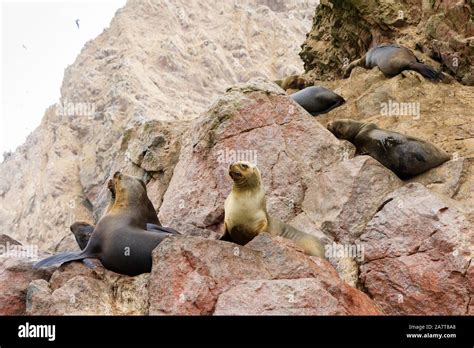 Ballestas Islands With Birds Seals And Sea Lions Peru Stock Photo Alamy