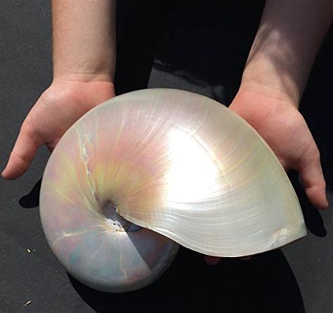 Pearl Chambered Nautilus Shell 7 Huge Natural Pearl