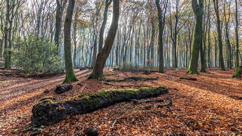 Autumn In Speulderbos On Behance