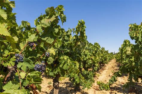 Grapes Hang On A Vine In A Vineyard In Southern France Stock Photo