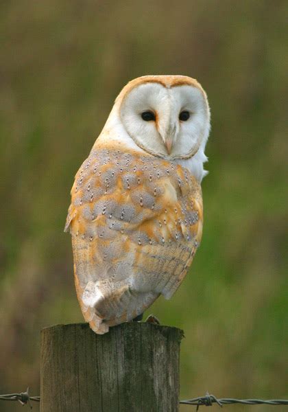 A barn is a building on a farm in which crops or animal food can be kept. Barn Owls - Totem Symbolism « Galaxy Dreams