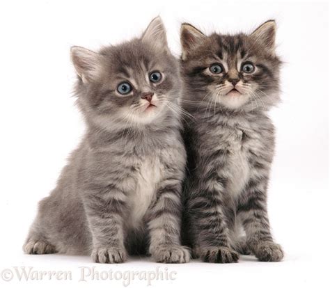 Two Fluffy Kittens Photo Wp09417