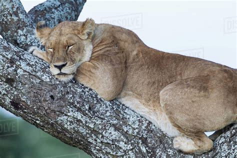 Close Up View Of Female Lion Sleeping In Acacia Tree In Jungle