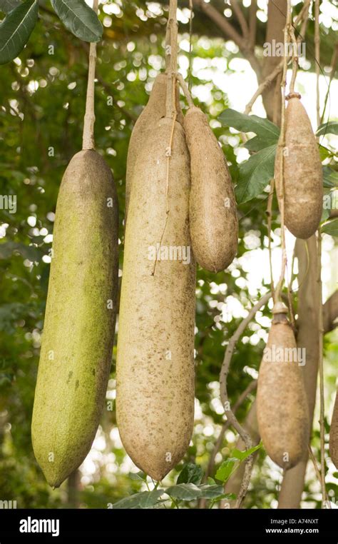 Fruits Of Sausage Tree Bignoniaceae Kigelia Africana Stock Photo Alamy
