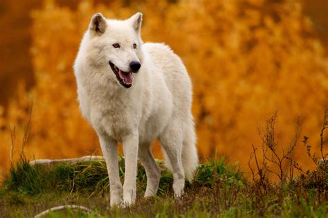 Arctic Wolf Or Canis Lupus Arctos
